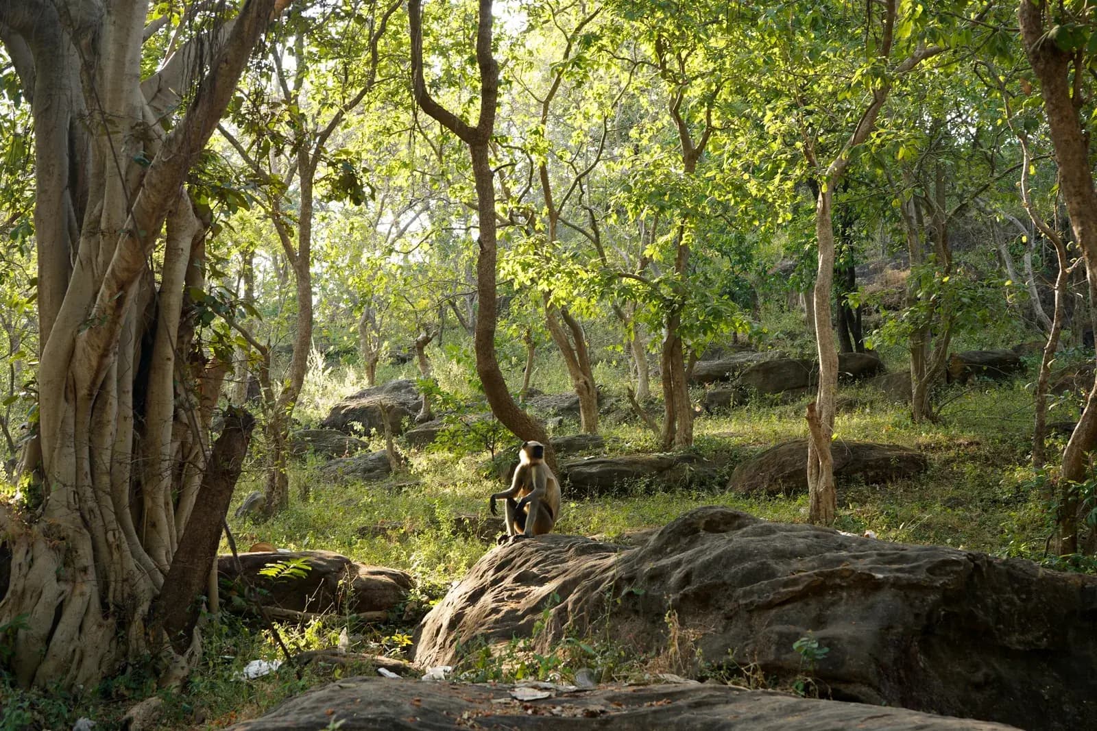 Deep tree cover, no phone signal, and the long sleep that follows in India
